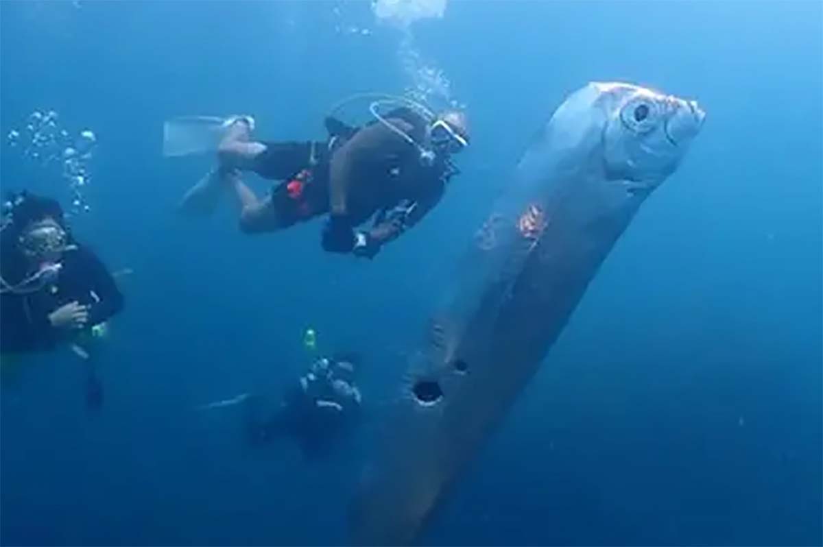 Oarfish, Ikan Pembawa Pesan Bencana dari Istana Dewa Laut Yang Jarang Muncul