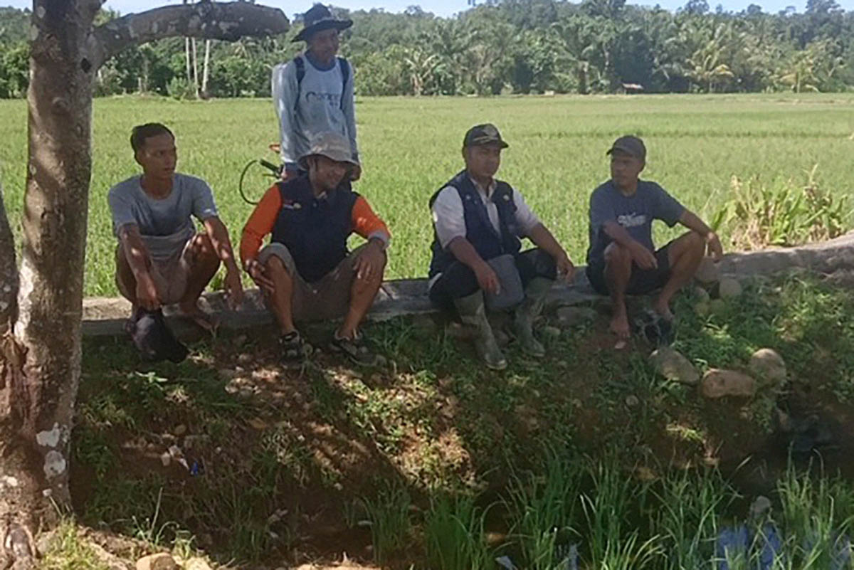 Atasi Serangan Hama Putih Palsu, Petani Sawah Harus Lakukan 2 Hal Ini