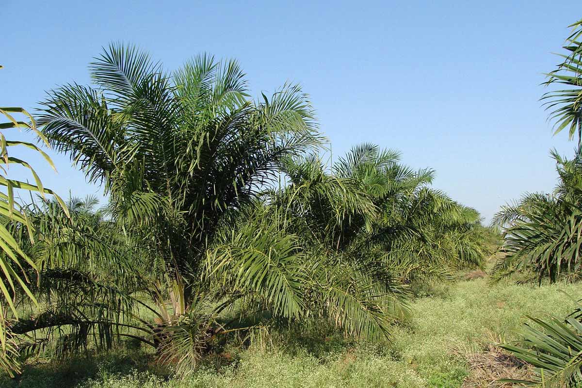 Carbon Sink & Carbon Stock, Dua Jenis Molekul Dari Sawit yang Sangat Bermanfaat Bagi Lingkungan