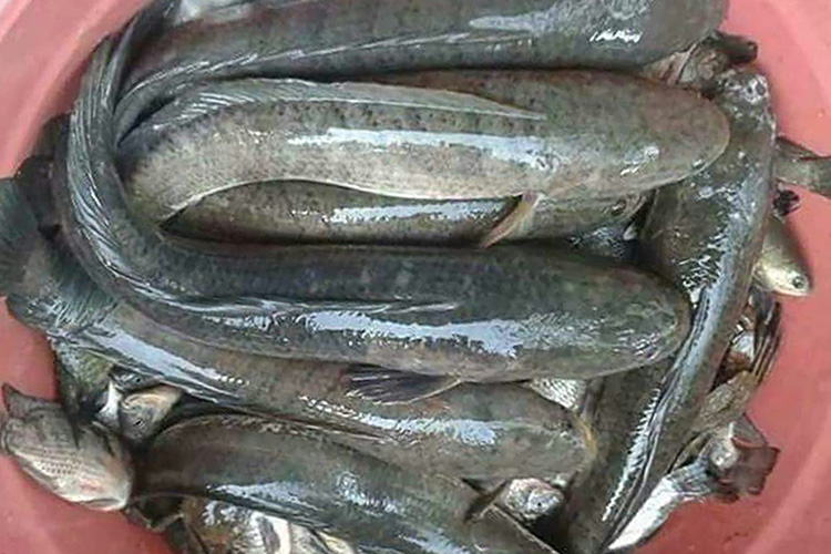 Ikan Gabus, Kandungan Gizinya Terbaik dari Sekian Banyak Jenis Ikan Air Tawar, Berikut Cara Budidayanya