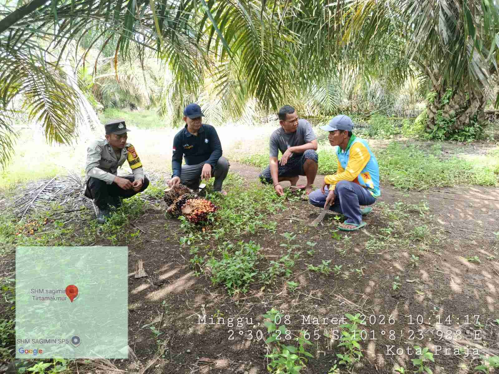 Ninja Sawit Kembali Beraksi, Gasak Banyak TBS di Desa Tirta Makmur