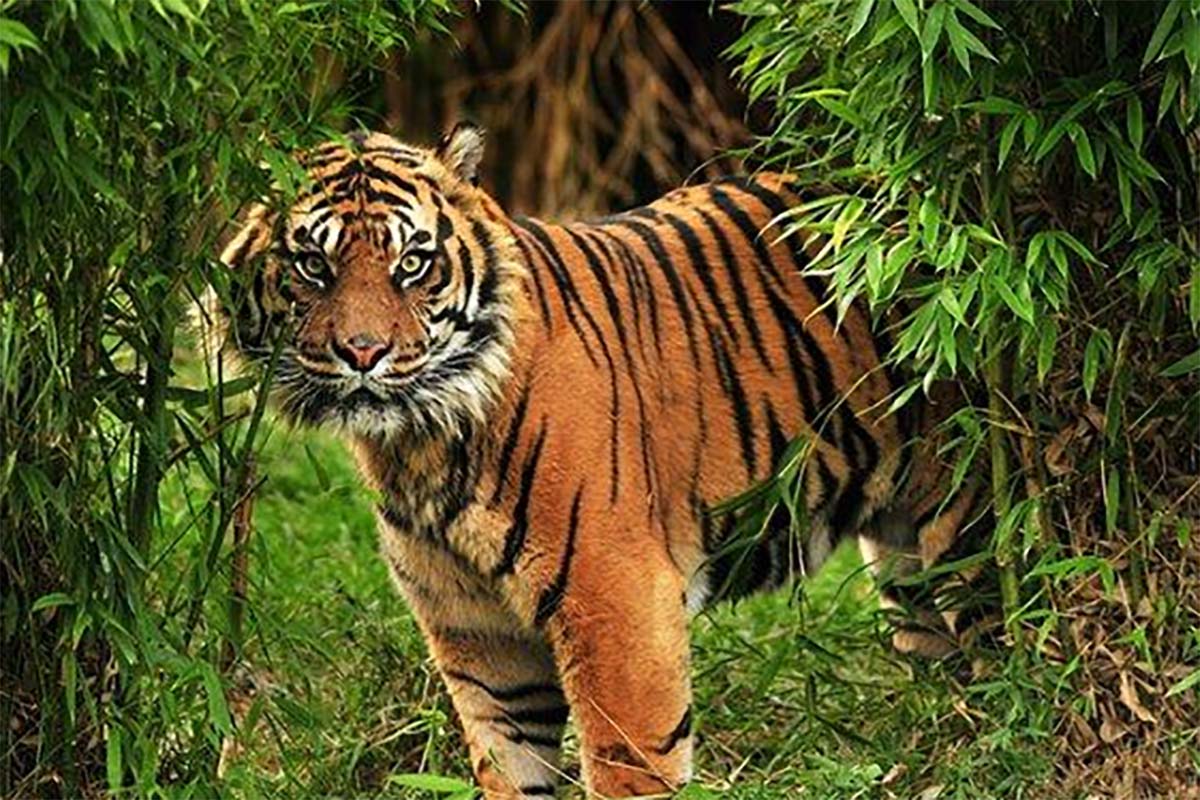 5 Arti Mimpi Harimau Menurut Primbon Jawa, Ada Musuh Siap Menusuk dari Belakang, Waspada