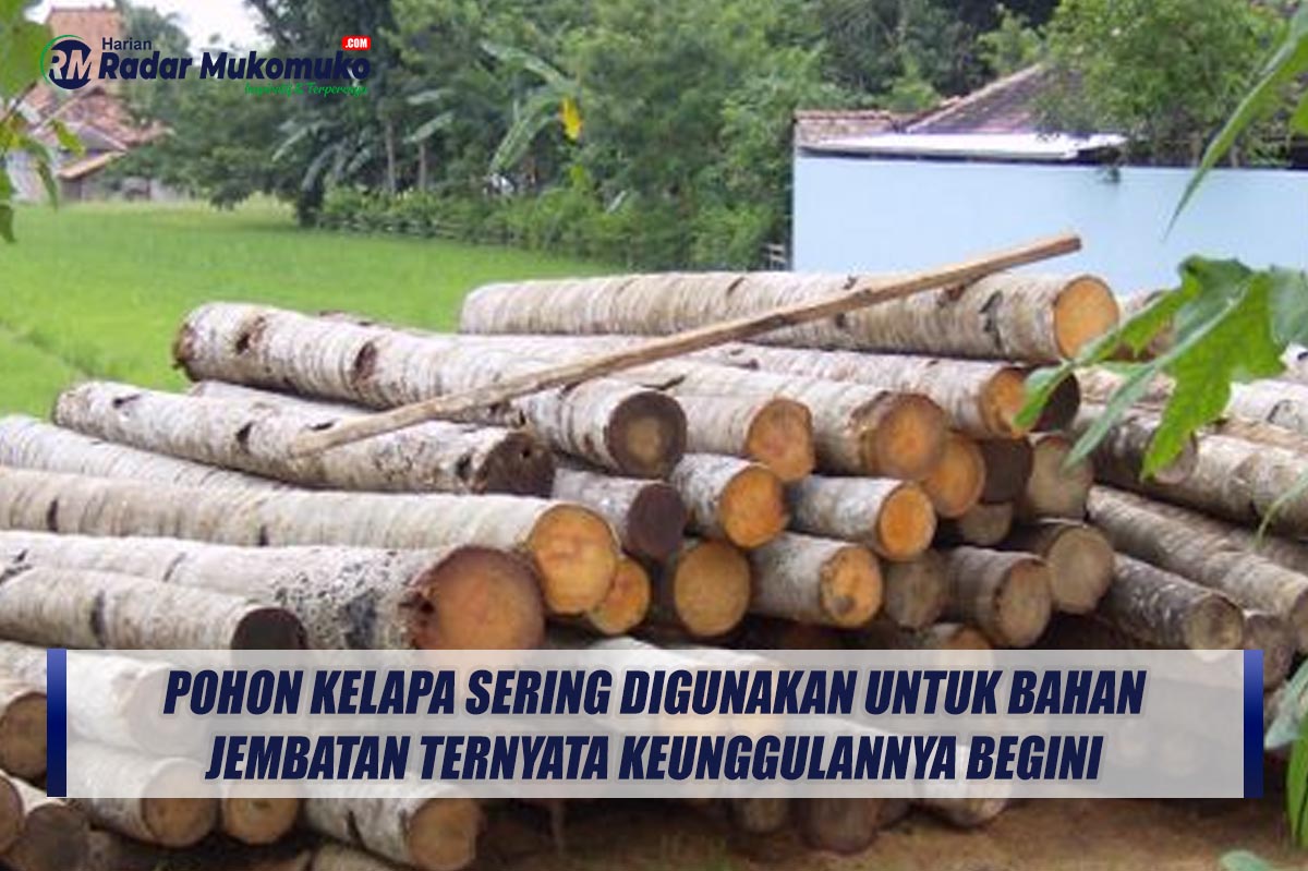 Pohon Kelapa Sering Digunakan Untuk Bahan Jembatan Ternyata Keunggulannya Begini