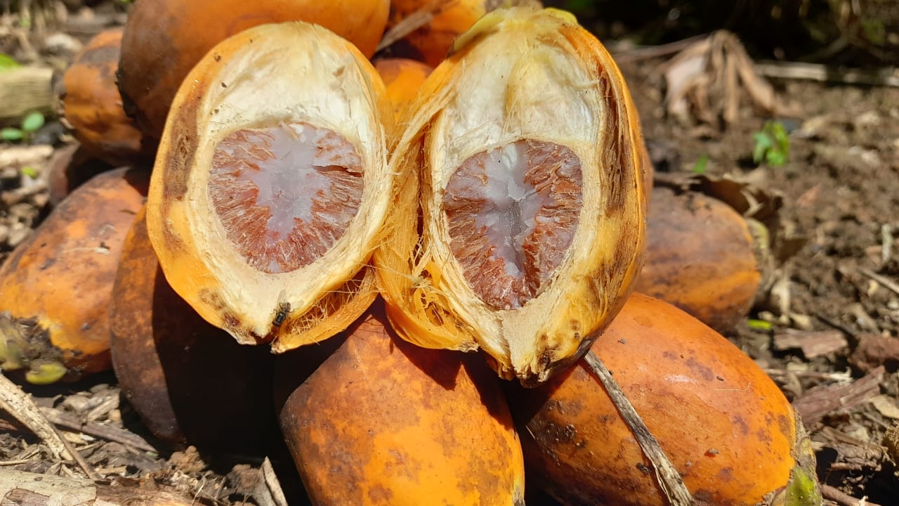 Harga Sawit Jatuh, Warga Mulai Beralih Cari Buah Pinang