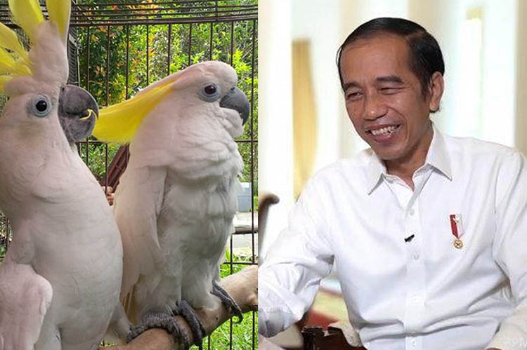 7 Jenis Burung Yang Bisa Bicara Hingga Sebut Nama Jokowi Presiden Indonesia, Nomor 5 Sering Ditemukan