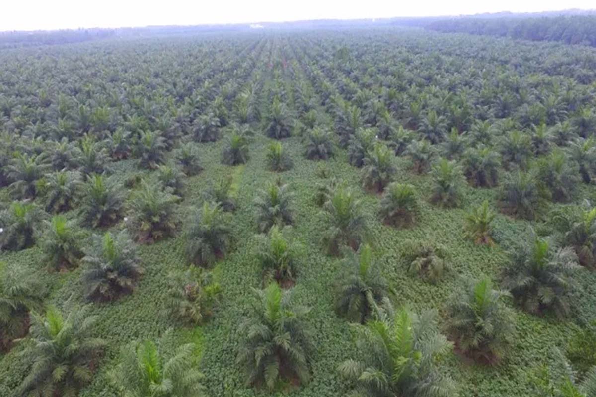 Perhatikan Jarak Tanam Kelapa Sawit Agar Hasil Buah Berkualitas, Segini Jaraknya