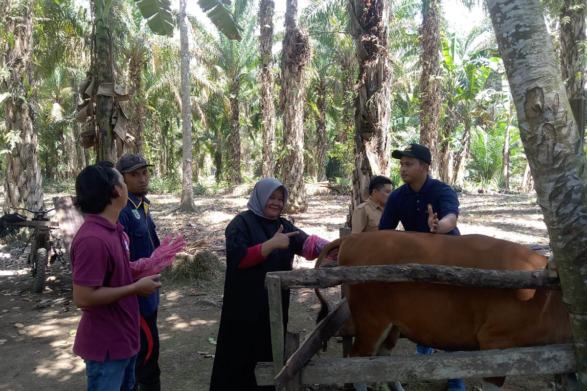 Pemkab Mukomuko Gencarkan Layanan USG Gratis bagi Hewan Ternak Bunting