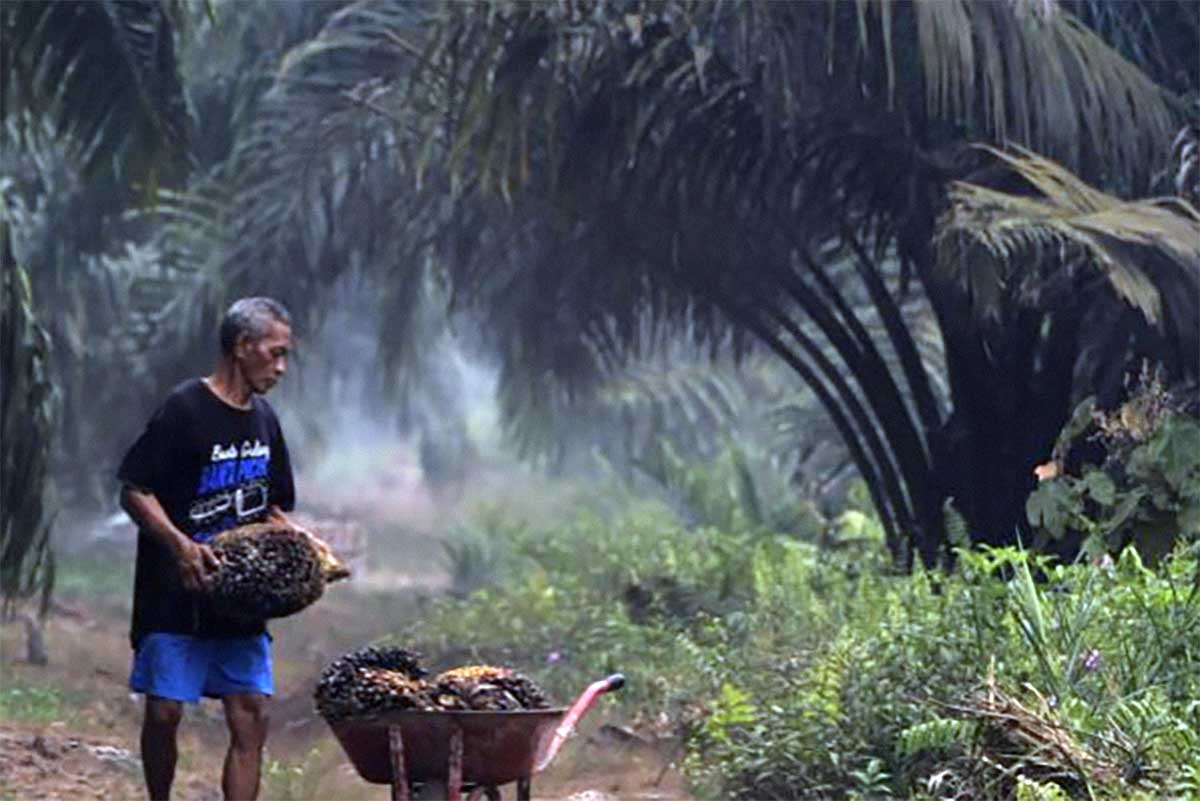 Aturan Deforestasi Eropa Tidak Akan Mempengaruhi Angka Kenaikan Minyak Sawit
