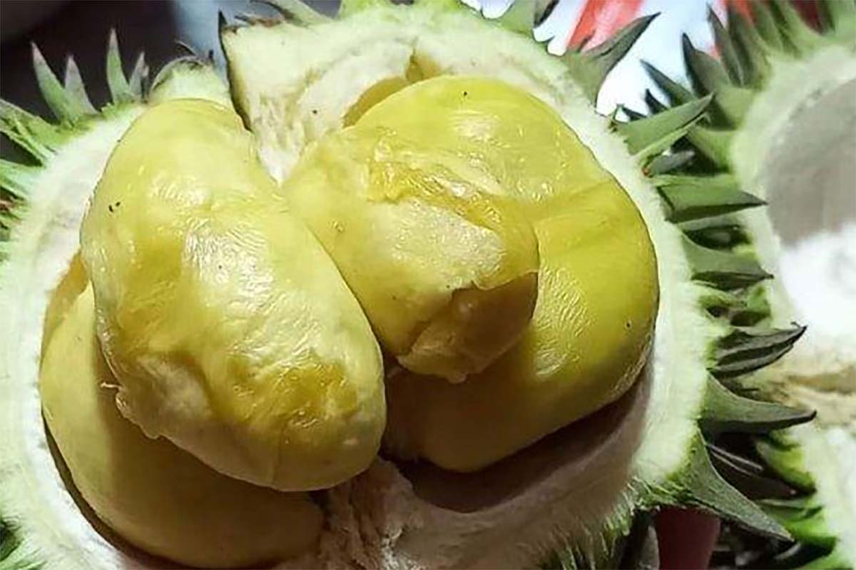 5 Jenis Durian Lokal yang Paling Unggul, Legit dan Digemari Masyarakat, Mana yang Lebih Kamu Suka?