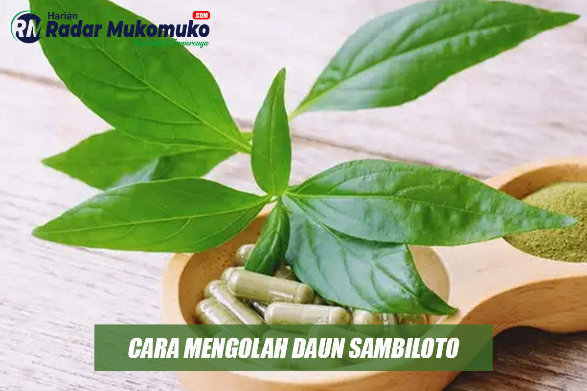 Begini Cara Mengolah dan Mengonsumsi Daun Sambiloto yang Kaya Akan Manfaat Bagi Kesehatan