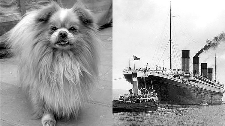 Binatang Ini Berhasil Selamat dari Tenggelamnya Kapal Titanic, Namanya Diambil dari Presiden Pertama Tiongkok