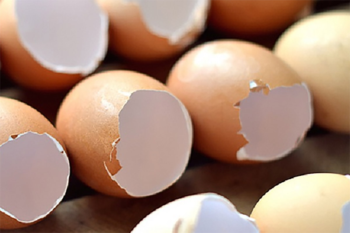 Cangkang Telur Yang Dianggap Sampah, Ternyata Miliki Banyak Manfaat Untuk Kesehatan dan Tanaman