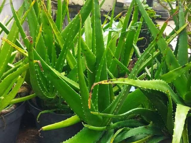 9 Manfaat Tanaman Lidah Buaya Untuk Kesehatan, Nomor 7 Banyak Yang Belum Tahu