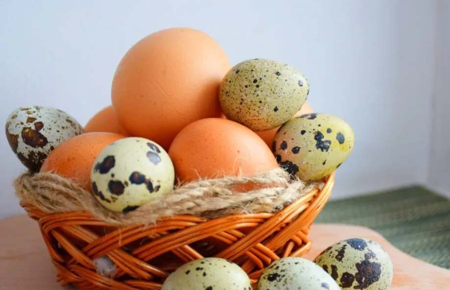 Telur Ayam, Telur Bebek dan Telur Puyuh, Bagus mana?, Ini Perbandingannya yang Harus Diketahui Sebelum Dimakan
