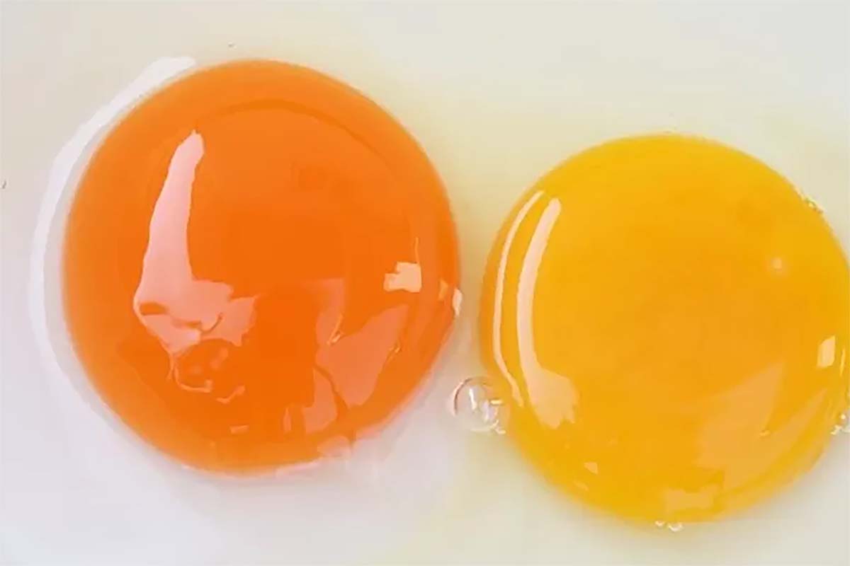 Warna Kuning Telur Tidak Menentukan Kualitas atau Nutrisinya