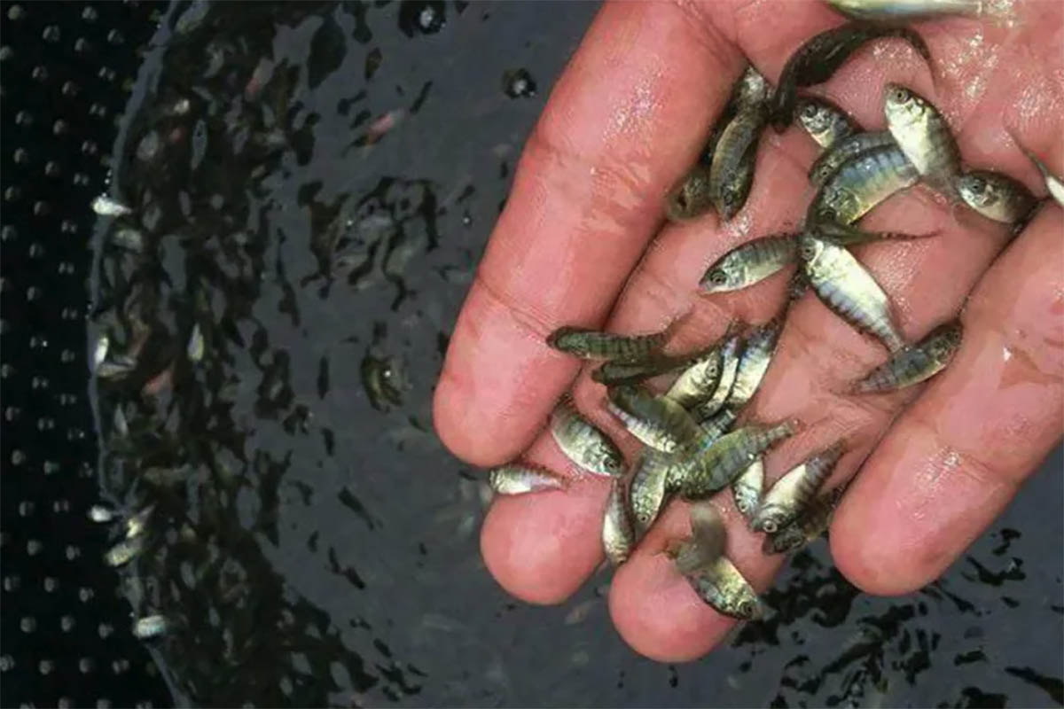 Cara Memilih Bibit Ikan Yang Sehat Agar Budidaya Berhasil, Ini Tipsnya	