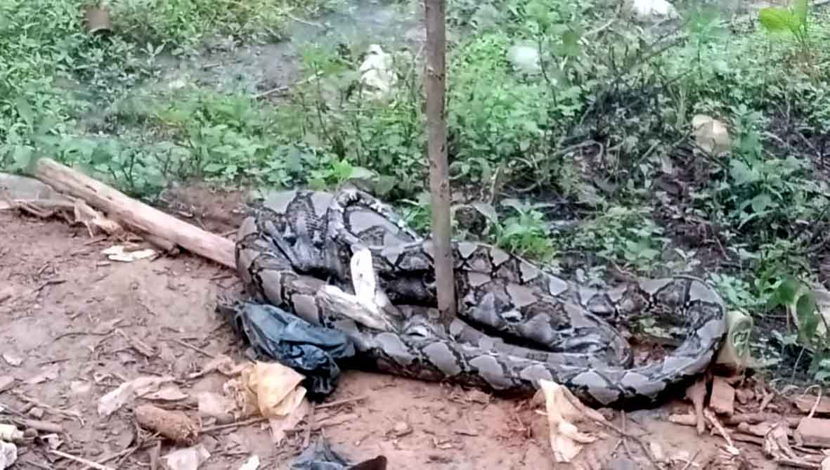 Ular Piton Pilih Ayam Jago KUB Warga Bandar Jaya