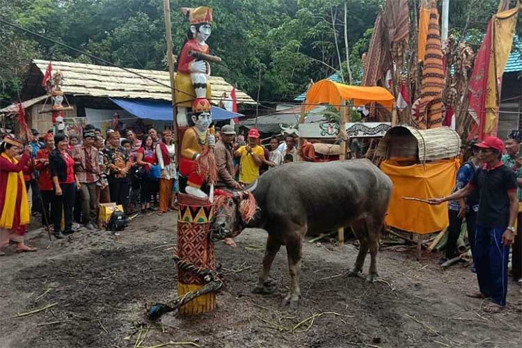 Lima Tradisi Suku Asli Indonesia Yang Unik dan Bisa Bikin Merinding