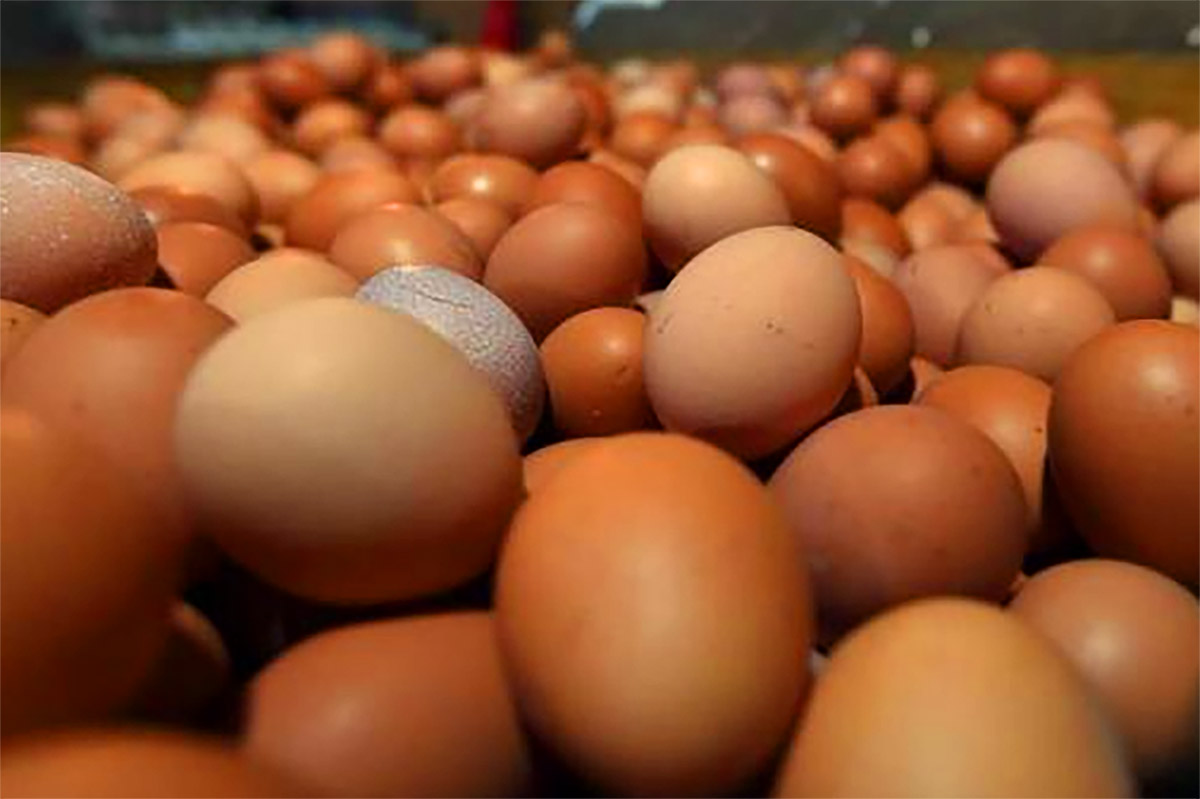 Daerah Penghasil Telur Ayam Terbanyak di Indonesia, Dikuasai Provinsi di Pulau Jawa