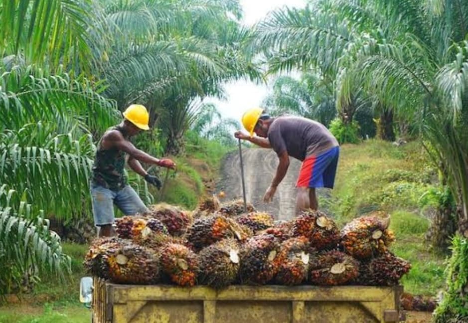 Pertama di Indonesia, Riau Menjadi Pelopor Penetuan Harga TBS untuk Petani Kelapa Sawit Mitra Swadaya