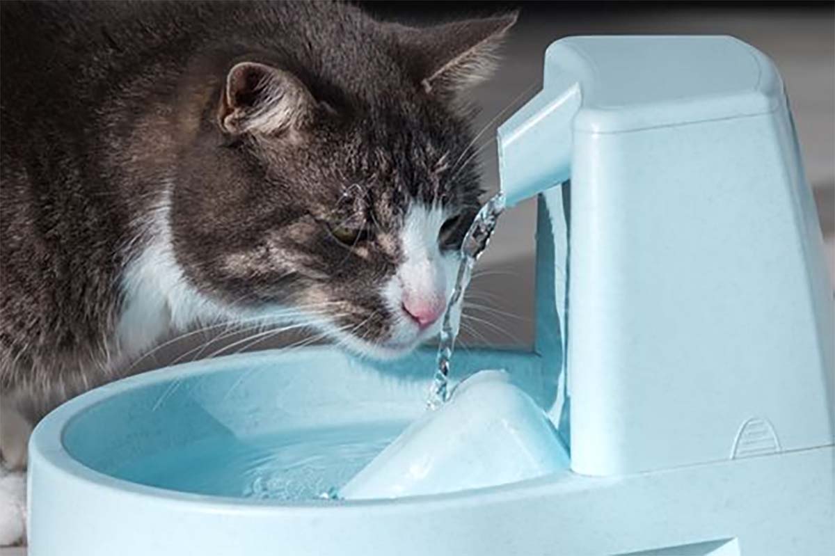 Ternyata Ini Loh Alasan Kenapa Kucing Lebih Suka Minum Air di Kamar Mandi, Alasannya Bikin Gemes