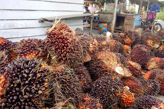 ﻿Harga Sawit Terbaru di Mukomuko, Terendah Rp 2.200