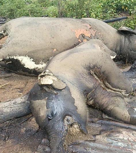 BKSDA Turun Cek Informasi Dua Ekor Gajah Mati di Mukomuko