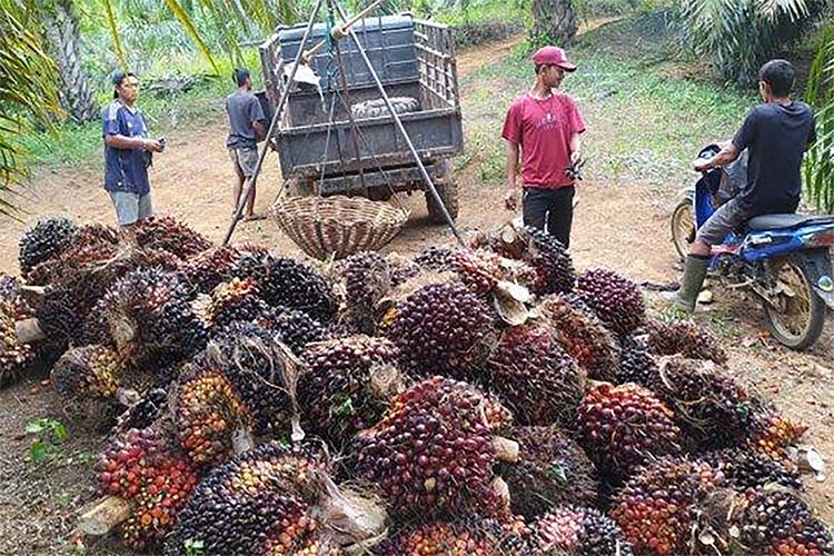 4 Kabupaten/Kota di Bengkulu yang Menjadi Penghasil Sawit Terbesar, Mukomuko Menjadi yang Pertama