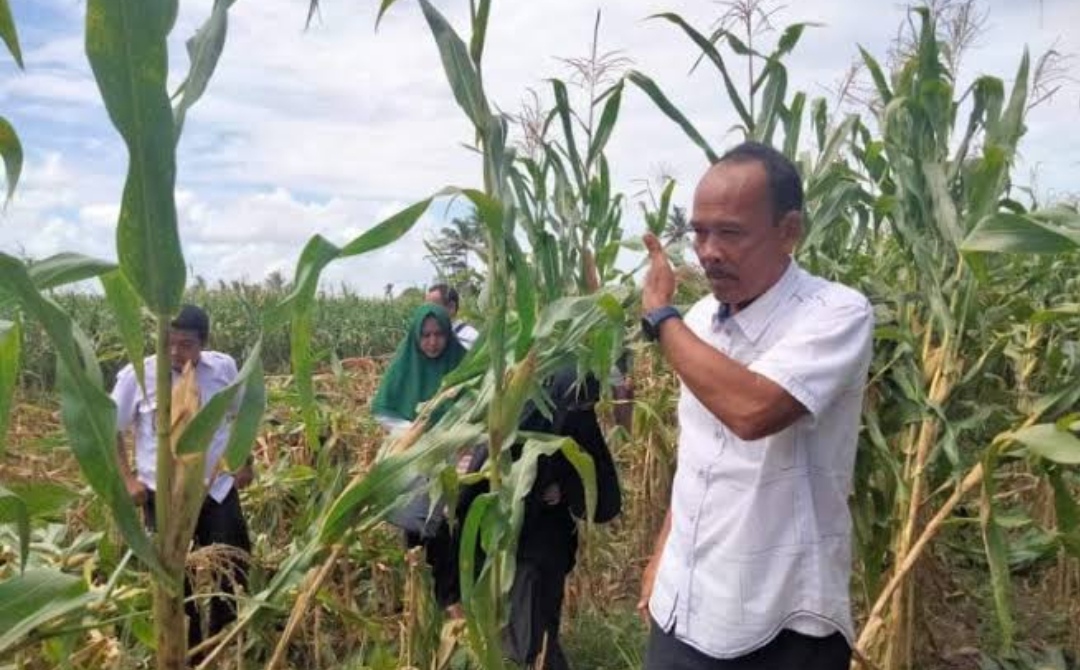 Fokus Kebutuhan Jagung!! Pemerintah Kabupaten Bengkulu Selatan Minta Warganya Tanam Jagung di Pekarangan