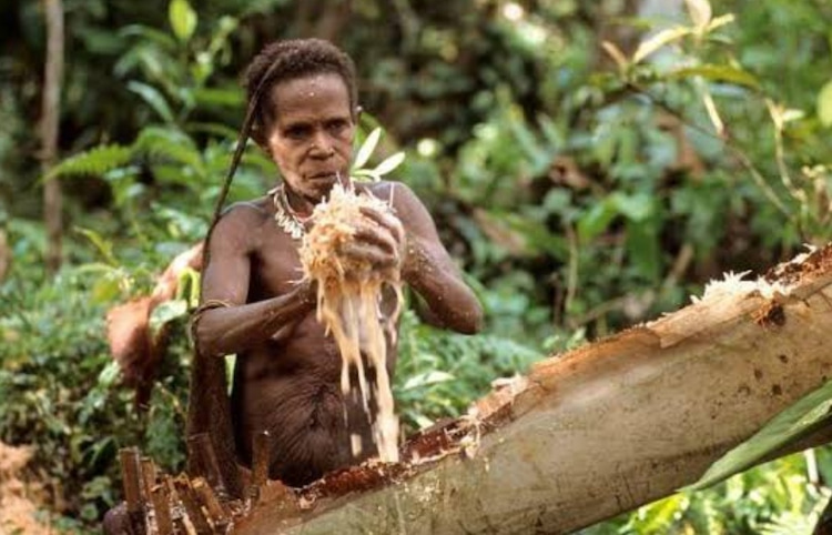 Tradisi Nyeleneh Kisah Suku Fore Oseania Yang Makan Mayat, Serta Penyebab Penyakit Kuru