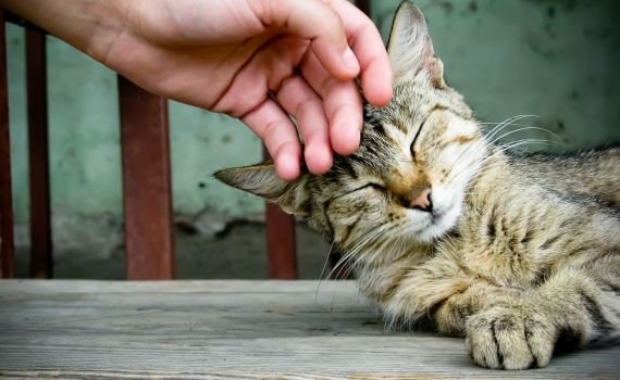 Cat Lovers Wajib Tahu! Ini 8 Tanda Kucing Bahagia dan Senang Dekat dengan Pemiliknya