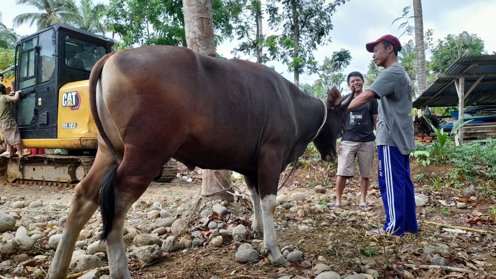 Dinas Pertanian Mukomuko Perketat Vaksinasi, Pastikan Hewan Kurban Sehat dan Aman Dikonsumsi