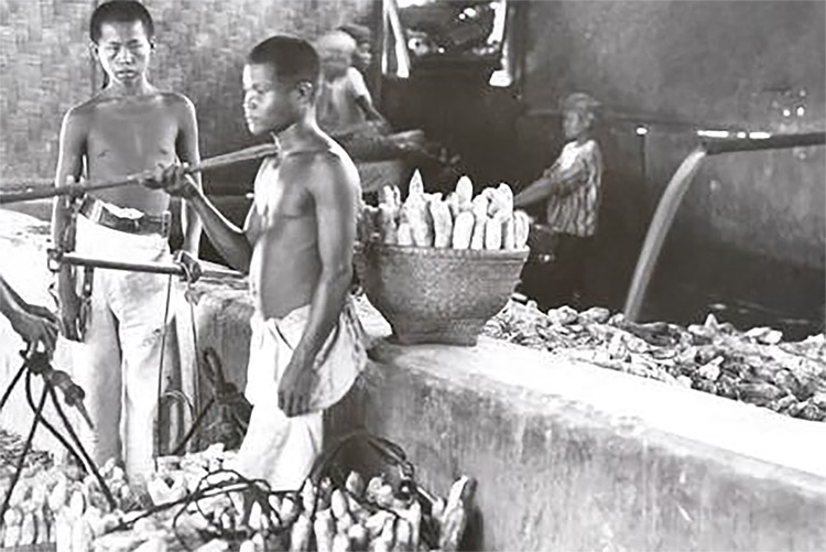 Asal Usul Singkong, Pernah Menjadi Makanan Pokok di Masa Jepang, Kini Ubi Masih Lezat 