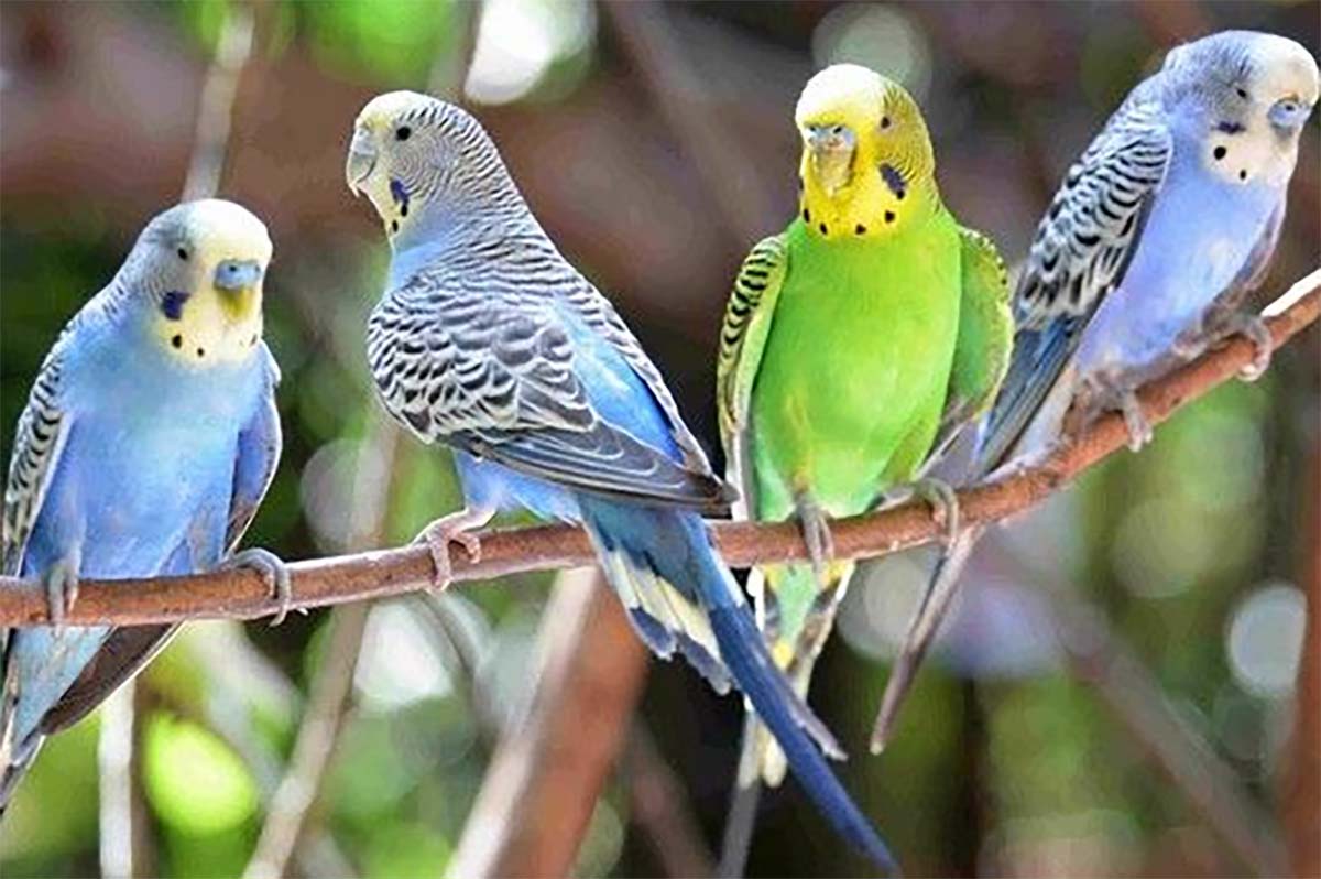 Bukan Hanya Beo, Ini 7 Jenis Burung Yang Bisa Bicara Meniru Manusia