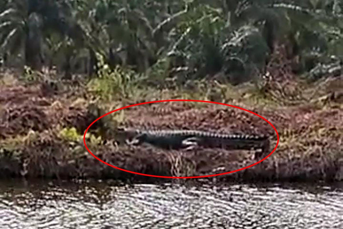 Buaya Sungai Hitam Makin Ganas Berkeliaran Hingga Daratan, Pernah Menerkam 2 Orang Warga