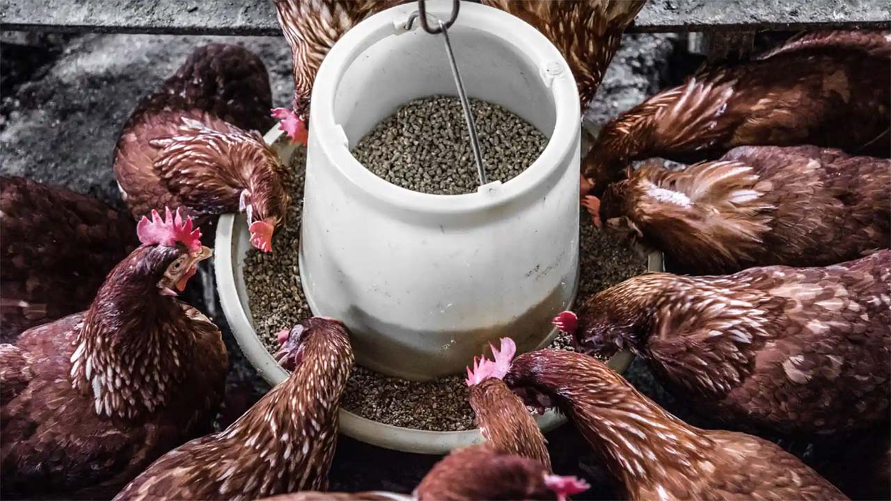 Jadi Bos Ternak Ayam Sukses di Kampung! Jenis Pakan Terbaik Kunci Keberhasilan Ternak Ayam