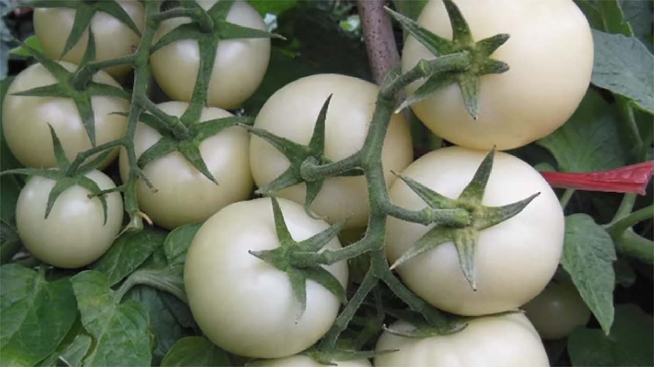 Inilah Manfaat dari White Tomato yang dikenal Bagus untuk Kulit