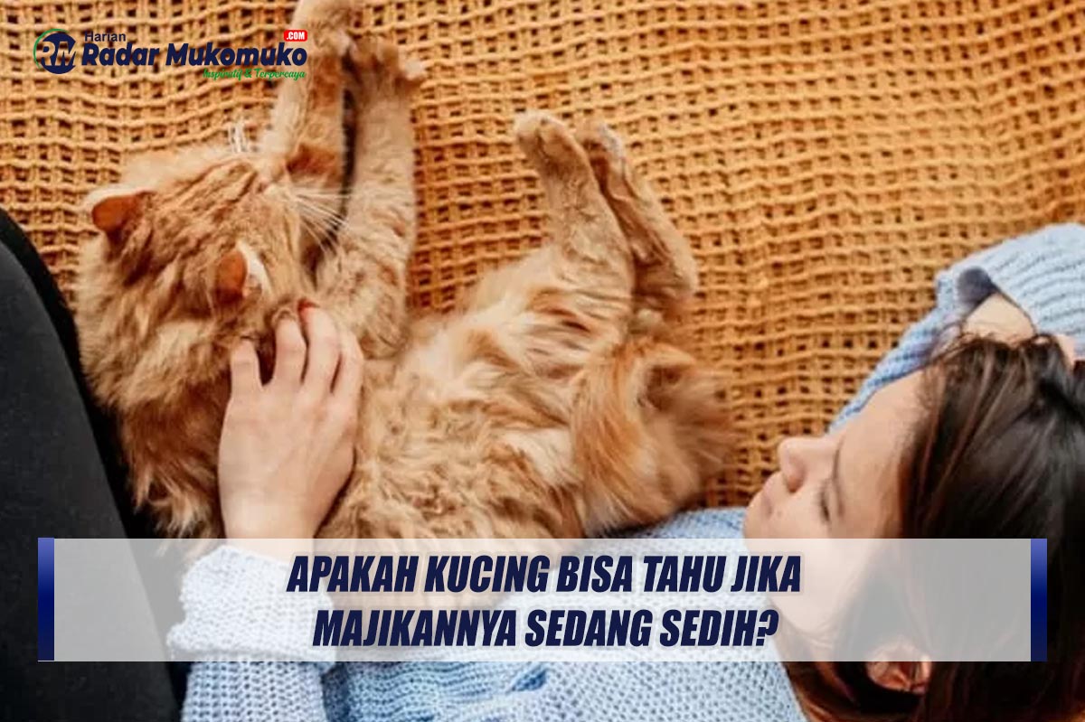 Apakah Kucing Bisa Tahu Jika Majikannya Sedang Sedih?