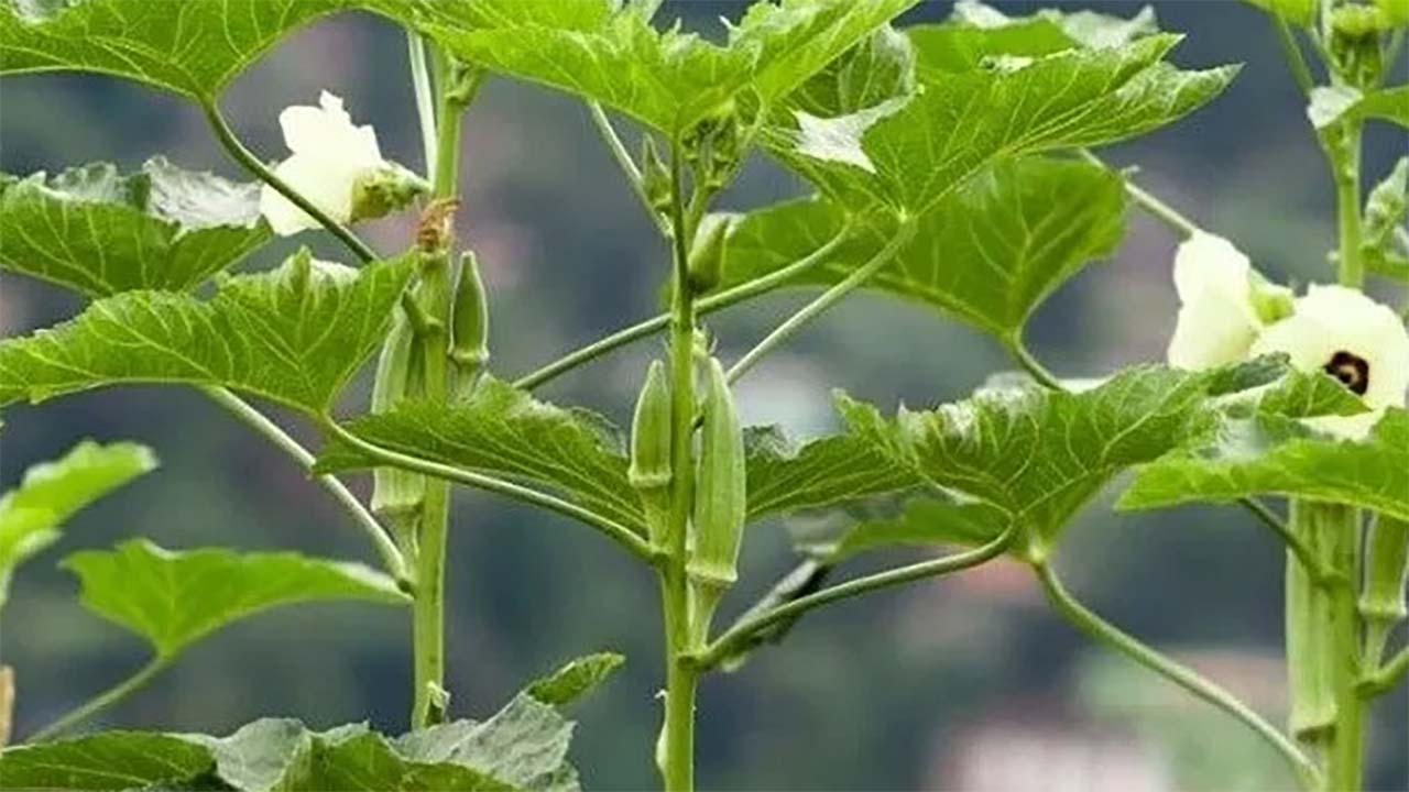 Tak Banyak yang Tahu! Inilah Manfaat Daun Okra Bagi Kesehatan