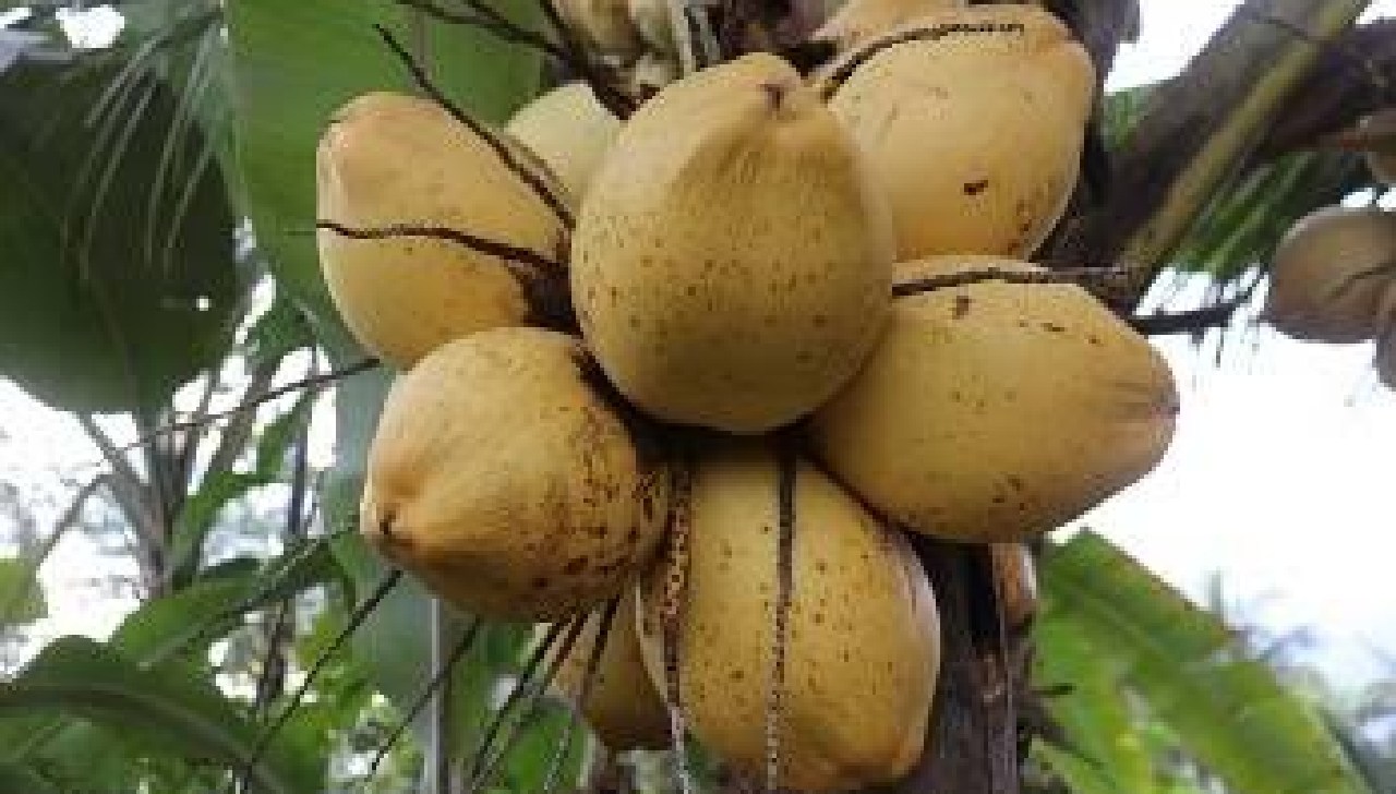 Kelapa Gading Yang Berwarna Kuning Miliki Berbagai Manfaat, Berikut Diantaranya