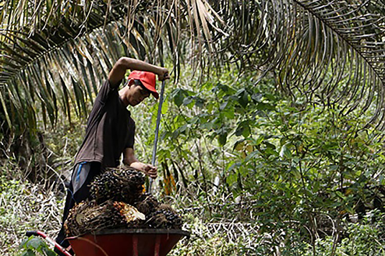 Pembentukan PalmCo Diklaim Mampu Sejahterakan Petani Sawit