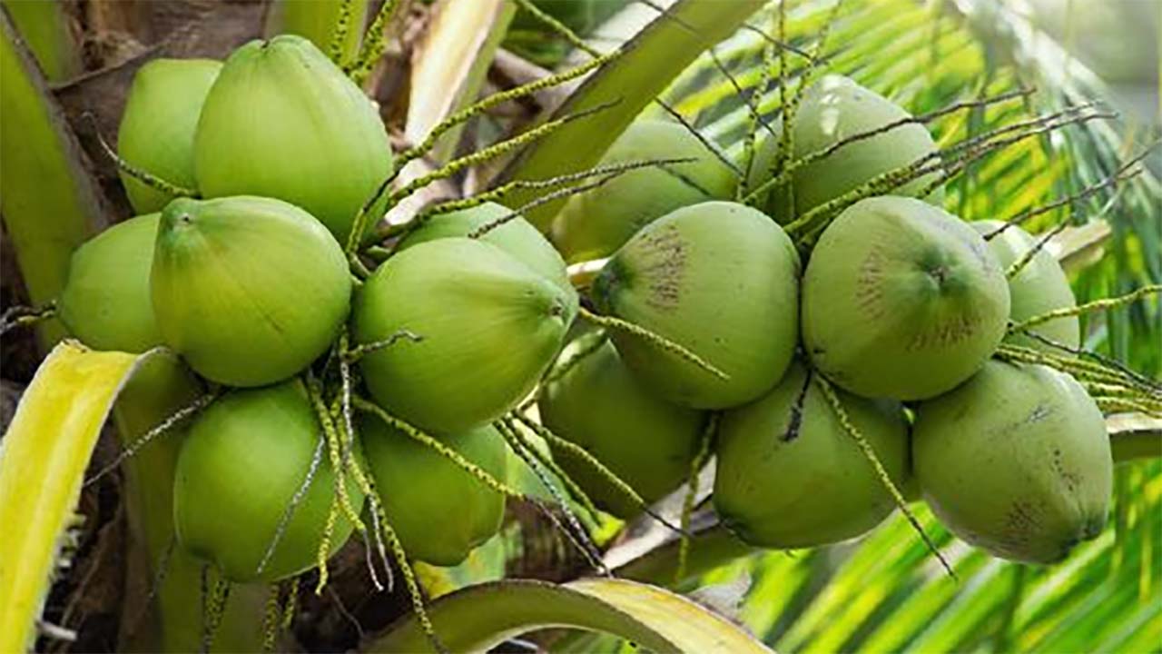 Evolusi Buah Kelapa , Tumbuhan Tropis yang Sempurna – Menelusuri Jejak Jutaan Tahun Adaptasi dan Manfaatnya