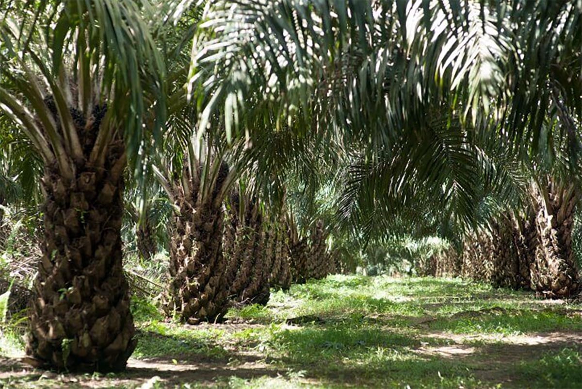 Puluhan Hektare Kebun PT. DDP di Bunga Tanjung Diklaim di Luar HGU, Warga Minta Dilepas