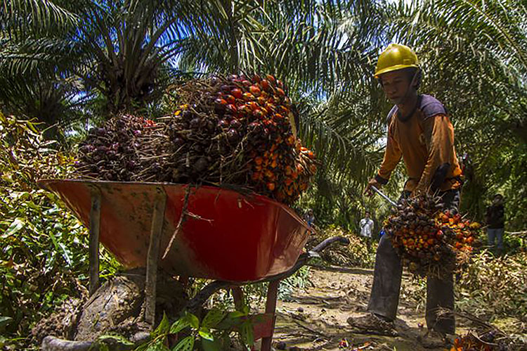 Mengenal Sensus Produksi Sawit Petani Indonesia