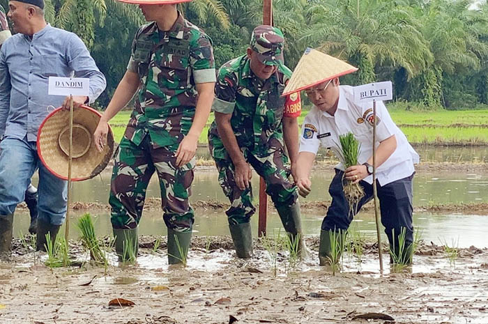 Sawah 4.000 Hektare, Warga Beli Beras Luar, Ini Penyebabnya?