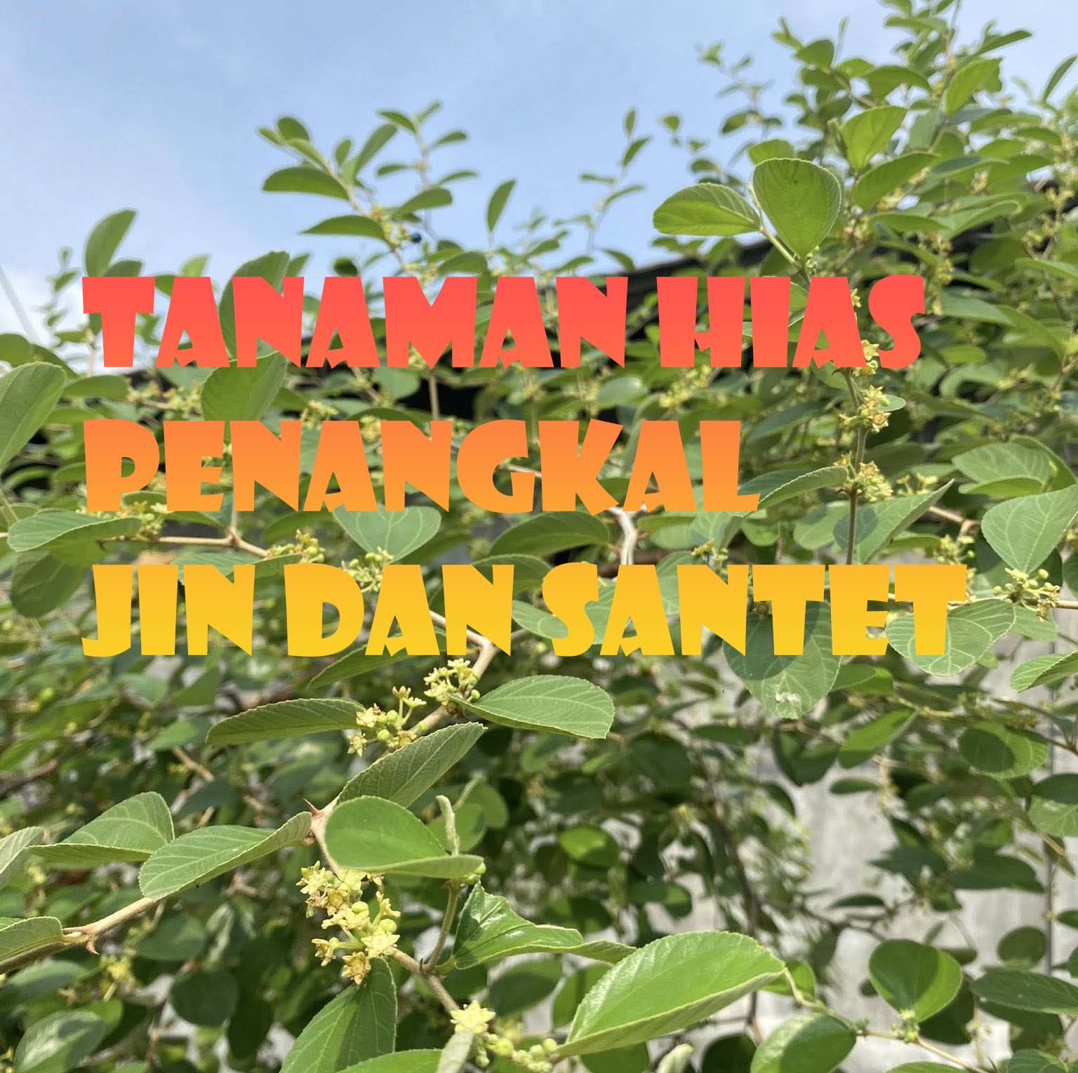 Ini Jenis Tanaman Hias Yang Ditakuti Jin Hingga Bisa Penangkal Sihir