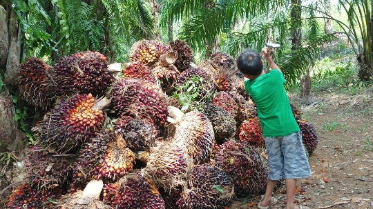 Pabrik Kelapa Sawit Tanpa Kebun Melanggar Permentan 98 Tahun 2013