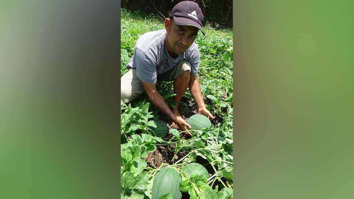 Petani Selagan Raya Ramai-ramai Tanam Semangka ketimbang Cabai