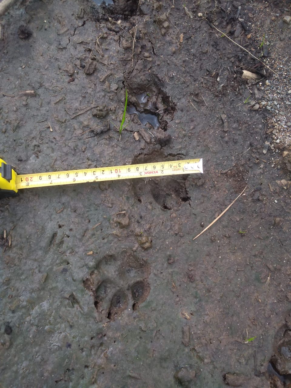 Harimau Turun Gunung