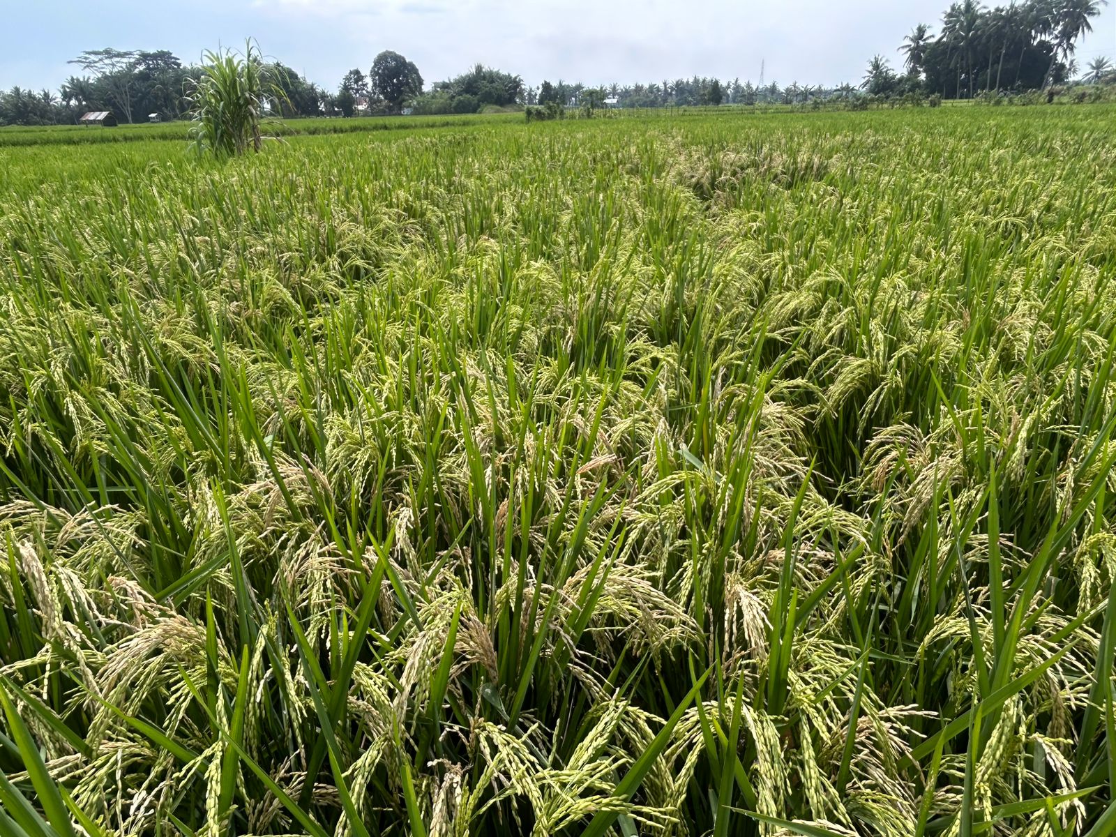 Jelang Panen, Tanaman Padi Petani Diserang Penyakit Blas Leher